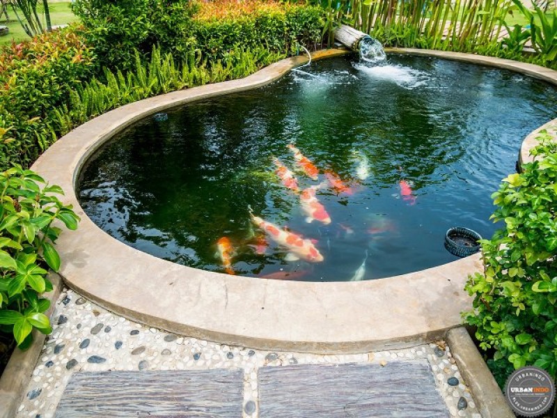 Kolam Ikan